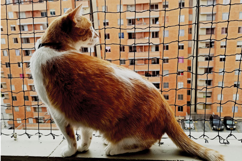 En este momento estás viendo 5 cuidados básicos de tus amigos gatunos